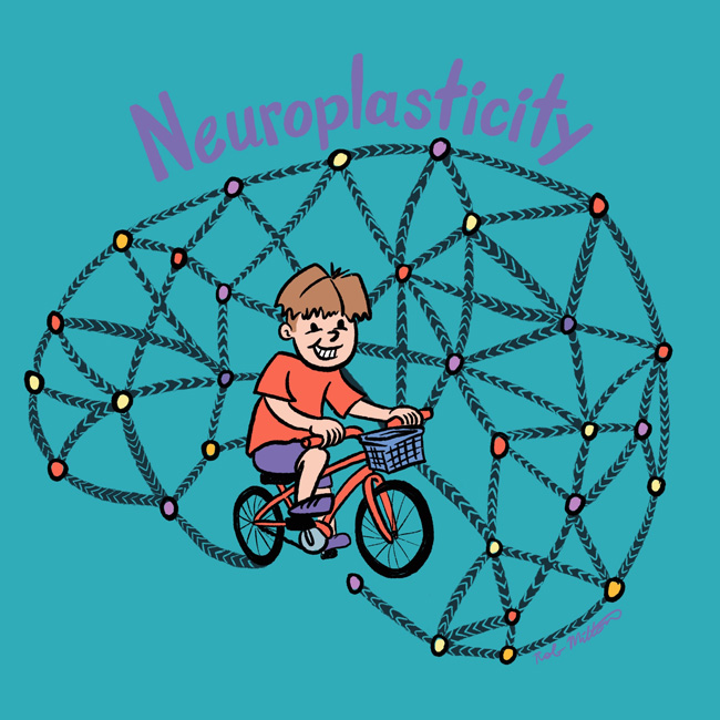 Illustration of a brain path being created by a child riding a bike to explaining Neuroplasticity,